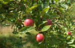 Как подготовить яблоню к зиме? Как укрывать садовые деревья?