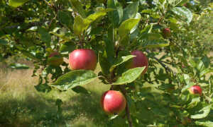 Как подготовить яблоню к зиме? Как укрывать садовые деревья?