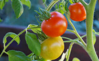 Как вырастить помидоры на подоконнике?