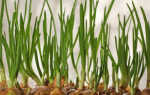 Как вырастить зеленый лук на подоконнике?