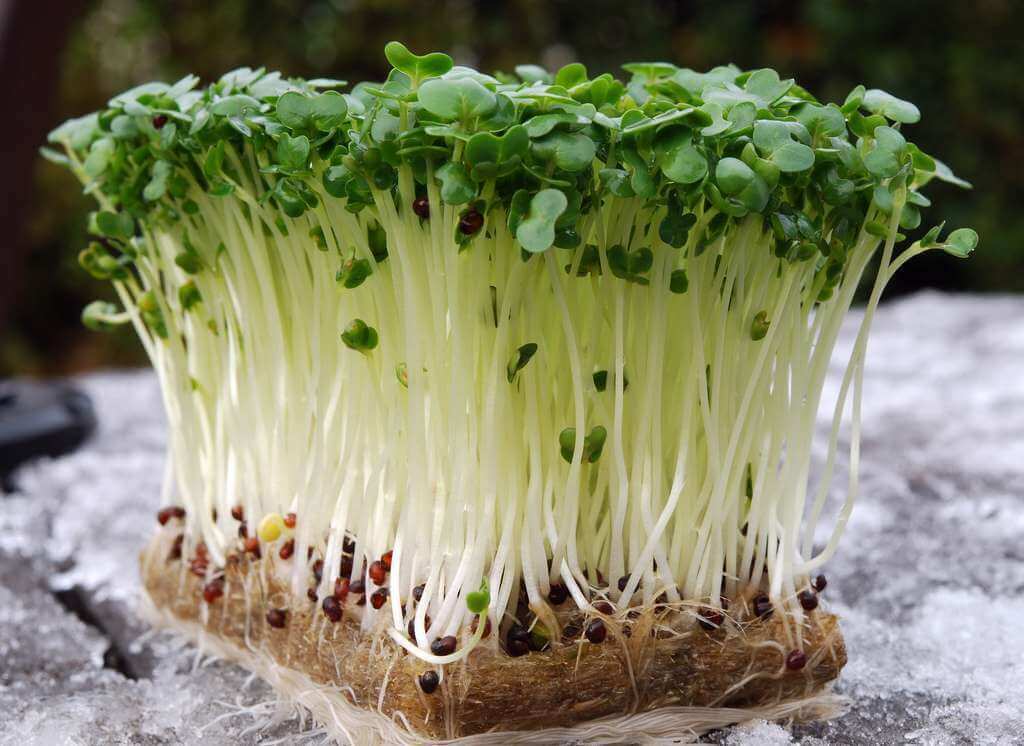 как вырастить кресс салат
