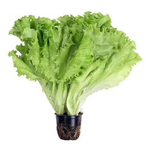 как вырастить салат латук