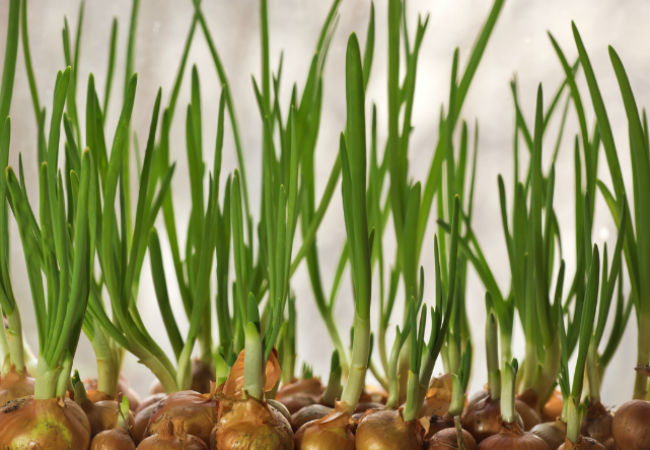 как вырастить зеленый лук в домашних условиях
