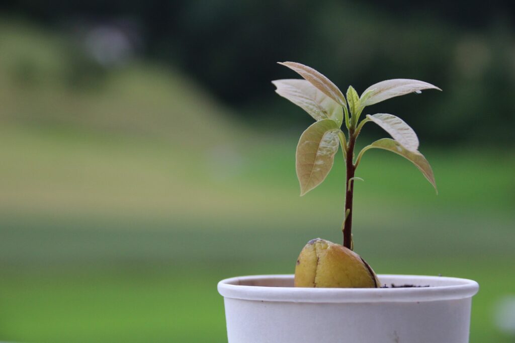 как посадить косточку авокадо